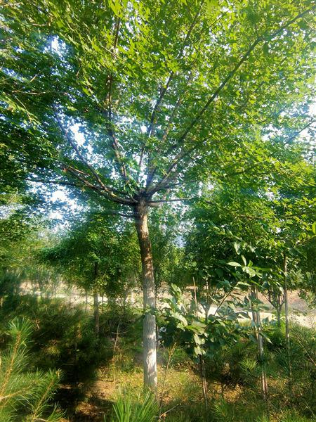 泰安五角楓基地 泰安五角楓基地