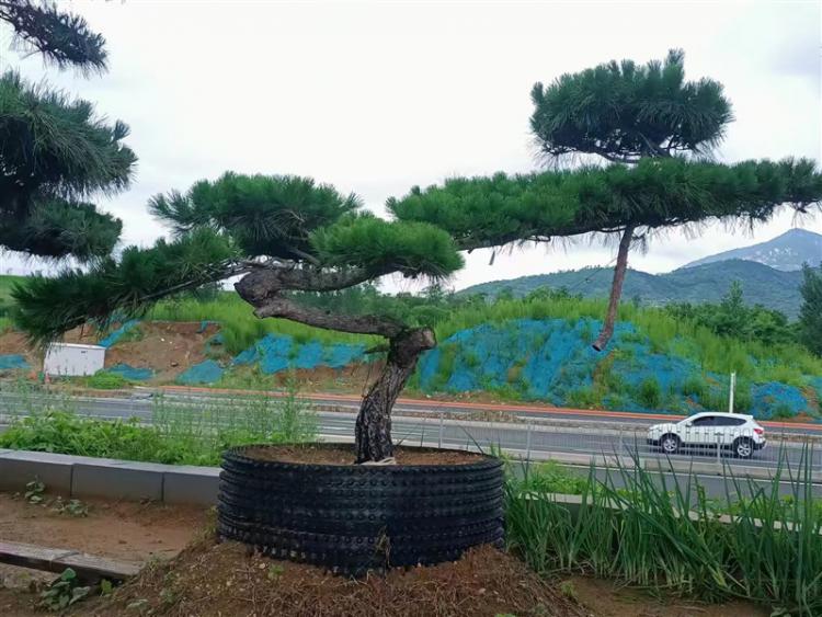 濟(jì)寧景觀松基地 濟(jì)寧景觀松基地